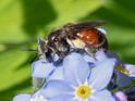 Andrena labiata.jpg